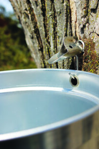 closeup of a spile with a bucket hooked under it.